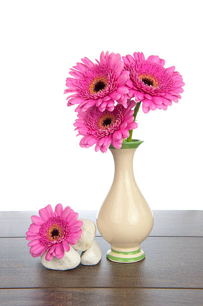istock Pink Gerbera in vase and white rocks 186081725