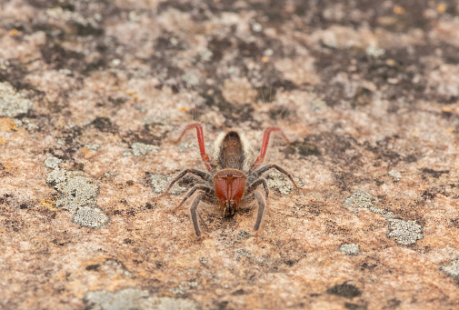Close-up of a beautiful Red-legged solifuge (Solpugema sp) in the wild
