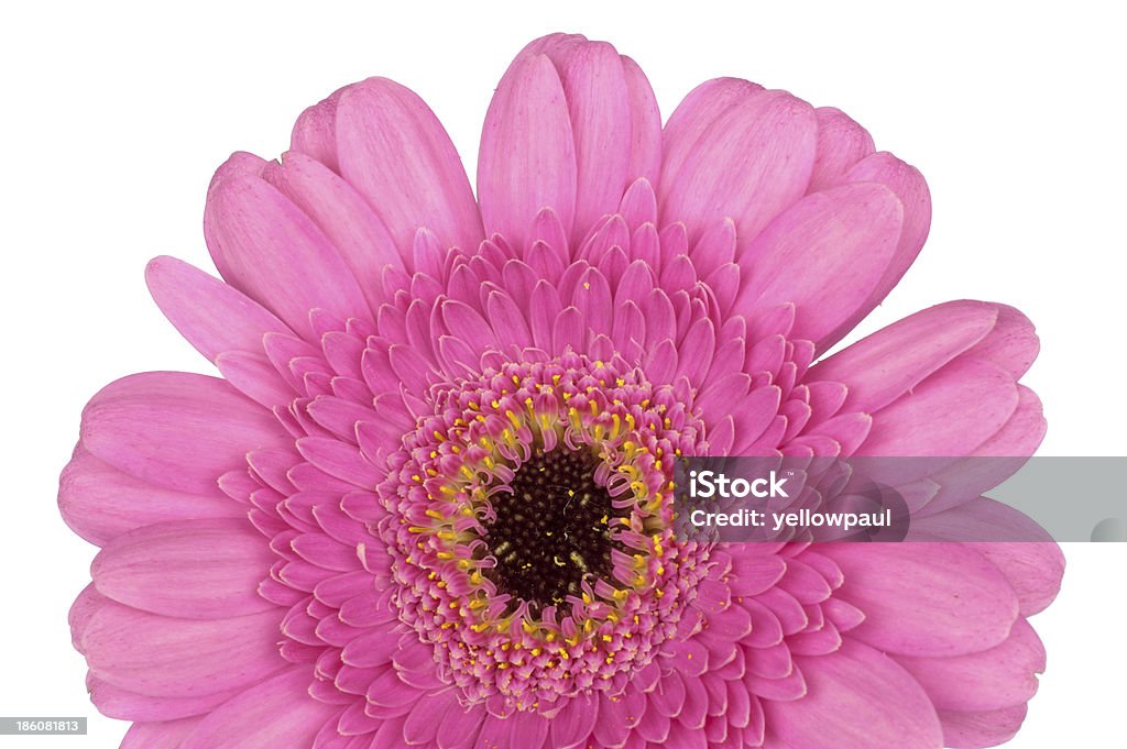 Rosa Gerbera Nahaufnahme Makro - Lizenzfrei Baumblüte Stock-Foto