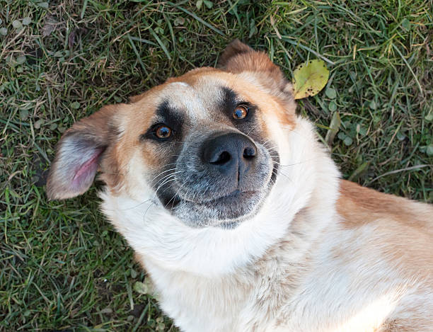 istock Red dog lying on the grass 186082081