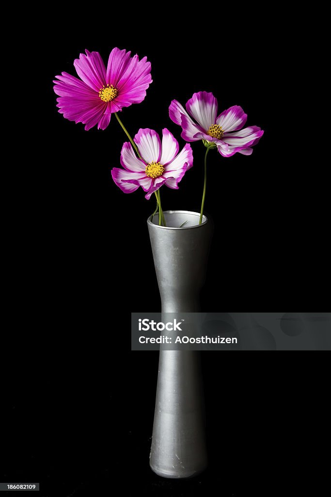 Cosmos rose et blanc fleur - Photo de Amour libre de droits