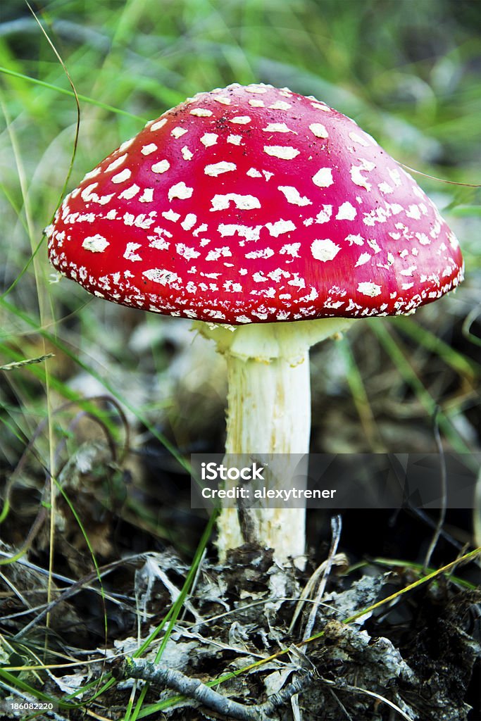 Amanita muscaria の芝生 - Boletus Spのロイヤリティフリーストックフォト