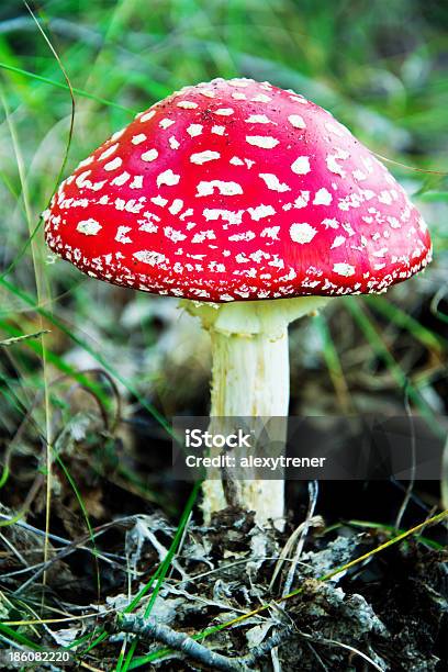 Amanita Muscaria W Trawie - zdjęcia stockowe i więcej obrazów Abstrakcja - Abstrakcja, Amanita parcivolvata, Bez ludzi