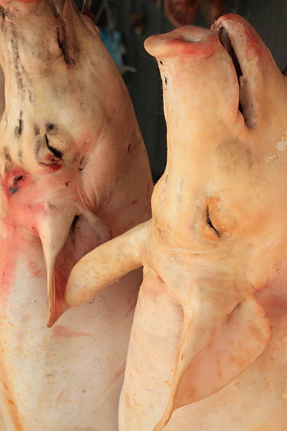 istock Pigs for Sale 186082330
