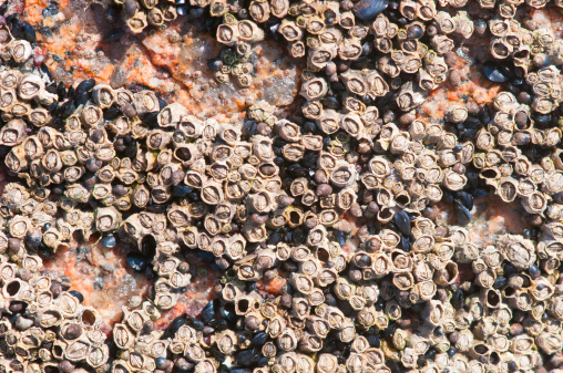 Atlantic Barnacles Atlantic Barnacles Stock Photo - Download Image Now - Accessibility ...