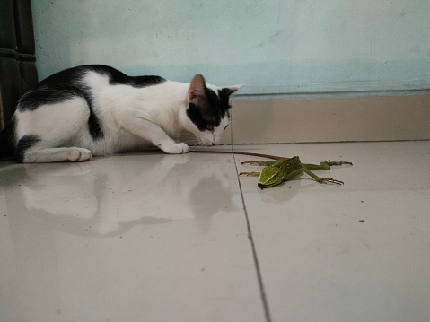 a cat caught a chameleon in the front garden of the house. This white and black cat is very hyperactive. the cat often hunts reptiles in the house. cats will look for insects in the plant bushes. When you have caught your prey, you immediately take it home.