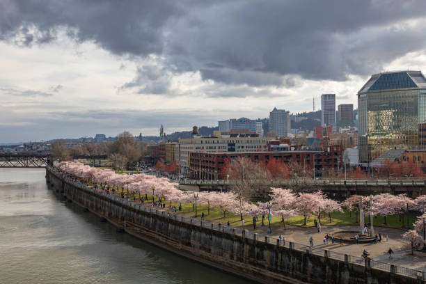 весеннее цветение сакуры на набережной портленда, штат орегон - portland oregon oregon waterfront city стоковые фото и изображения