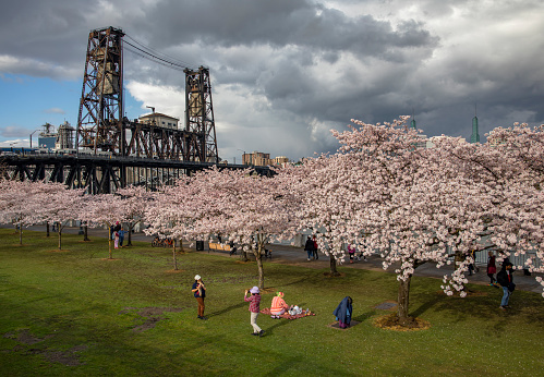 Cherry blossoms along the Willamette River in Portland, Oregon bloom with the city skyline behind.