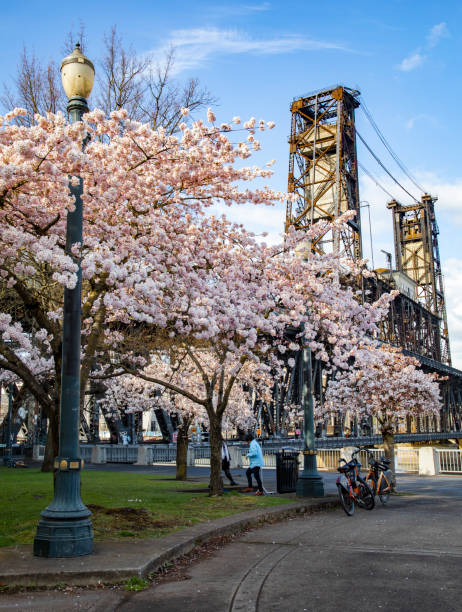 весеннее цветение сакуры на набережной портленда, штат орегон - portland oregon oregon waterfront city стоковые фото и изображения