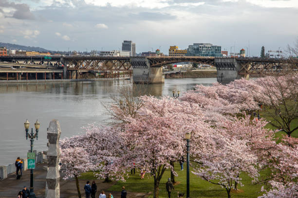 весеннее цветение сакуры на набережной портленда, штат орегон - portland oregon oregon waterfront city стоковые фото и изображения