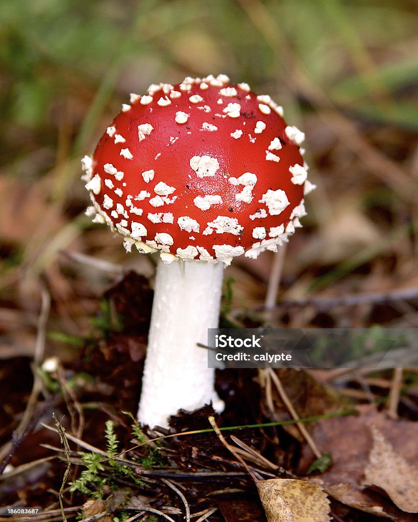 Cogumelo venenoso de Toadstool em forrest - Royalty-free Agárico laranja Foto de stock