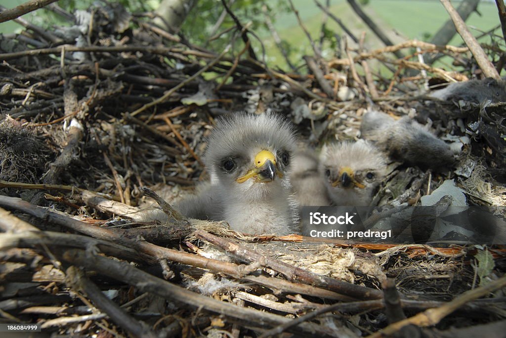 Młody Eagle Chick na gniazdo - Zbiór zdjęć royalty-free (Bez ludzi)