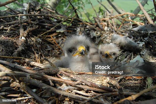 Młody Eagle Chick Na Gniazdo - zdjęcia stockowe i więcej obrazów Bez ludzi - Bez ludzi, Bezchmurne niebo, Bezlistne drzewo