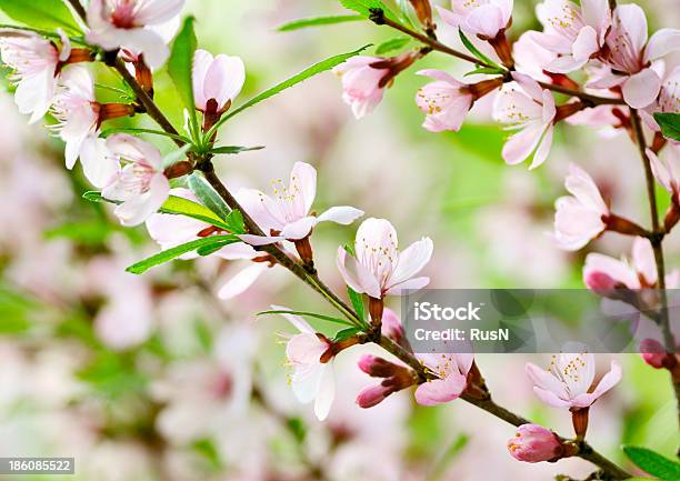 桜 - クローズアップのストックフォトや画像を多数ご用意 - クローズアップ, サクラの木, シンプル