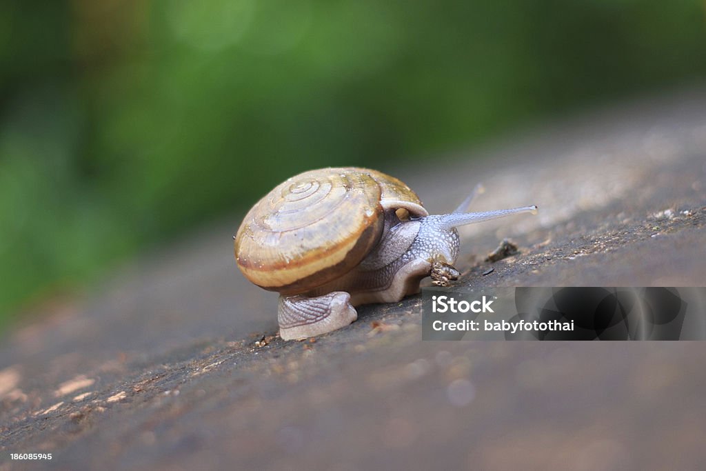 Chiocciola sosta per mangiare - Foto stock royalty-free di Animale