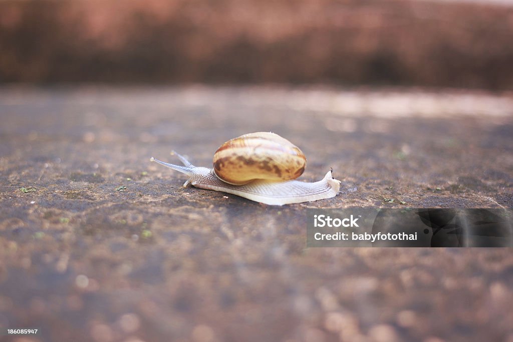 Weinbergschnecke um auf der Vorderseite - Lizenzfrei Bildkomposition und Technik Stock-Foto