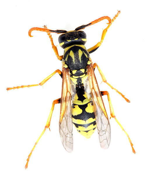 istock The European wasp (Vespula germanica). 186087223