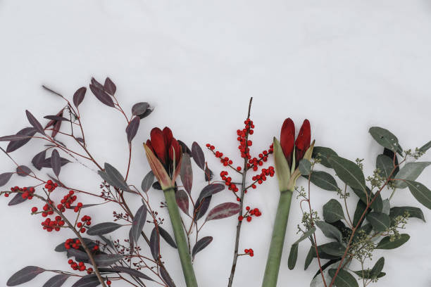 istock Eucalyptus tree branches, red amaryllis flowers, holly berries on white snow. Traditional festive floral frame background, web banner. Winter seasonal decorations. Natural Christmas flat lay, top view 1860873309