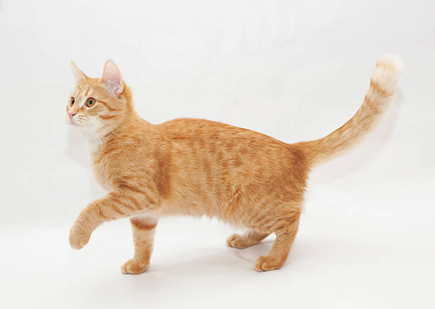 istock Ginger kitten, lift the front foot 186087364