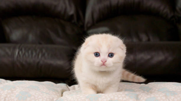 istock Fluffy cream Scottish fold kitten looking at camera on brown background, front view, space for text. Cute young shorthair white cat with blue eyes. 1860896054