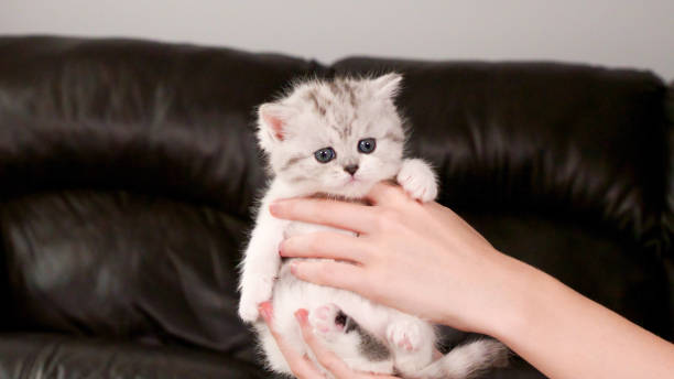 istock Hands holding fluffy white and tabby kitten looking at camera on brown background, front view, space for text. Cute young shorthair stripped cat with blue eyes. 1860896057