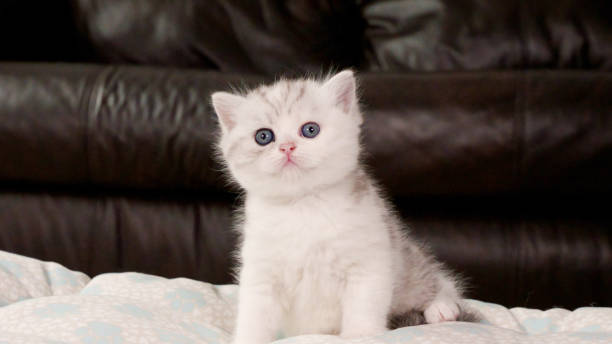 istock Fluffy white and tabby kitten looking at camera on brown background, front view, space for text. Cute young shorthair stripped cat with blue eyes. 1860896058