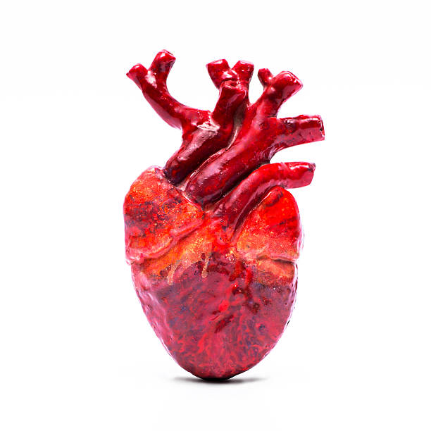 Isolated model of human heart stock photo