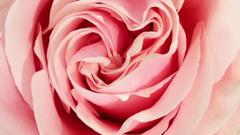 Beautiful opening pink rose on white background. Petals of Blooming pink rose flower open, close-up. Holiday, love, birthday design backdrop. Macro. Production Close-Up.