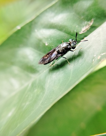 black soldier fly on green leaves