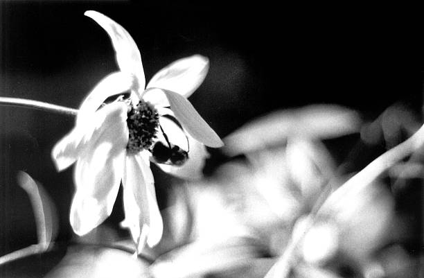 istock Bee pollinating flower, retro black and white photo 186091474