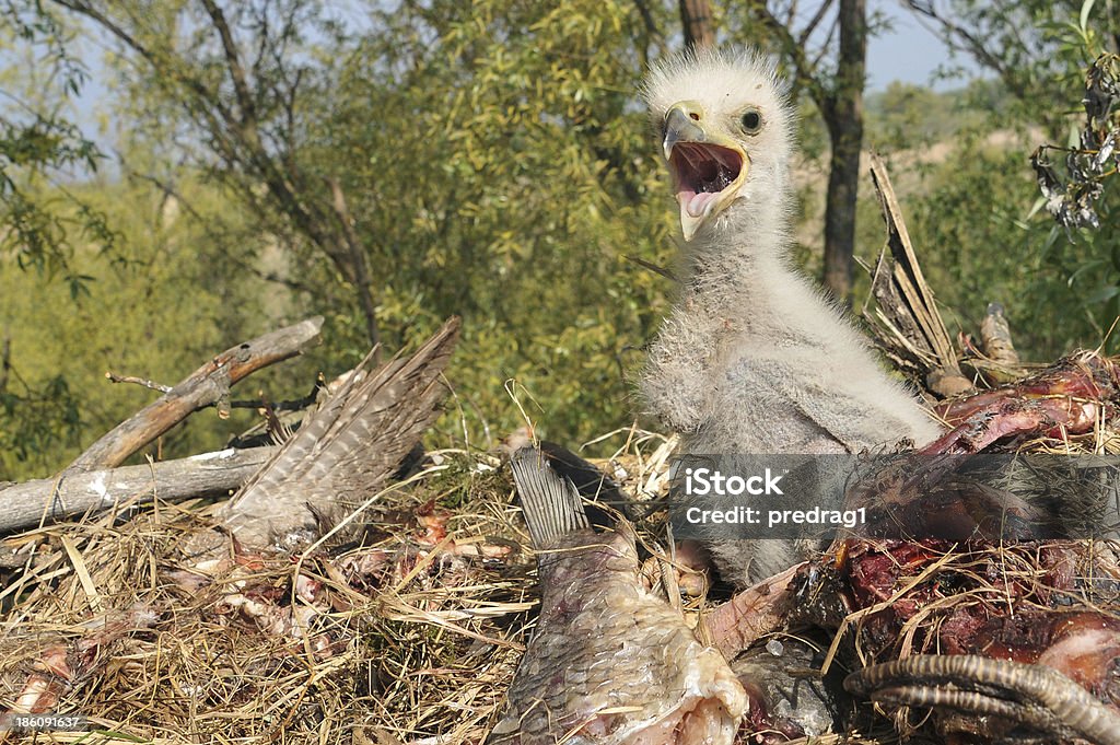 Jeune Chick dans le Nid d'aigle - Photo de Aigle libre de droits