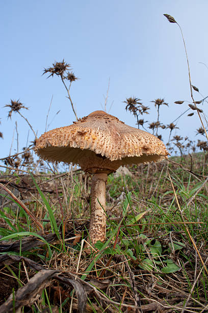 Fungus on mountain field Macrolepiota family mushroom on the field of a mountain peak. marasmius siccus stock pictures, royalty-free photos & images