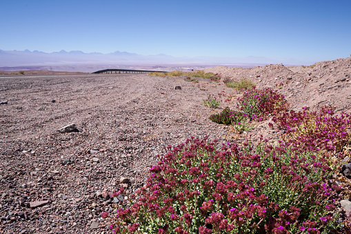 Closeup of lilac flower bush growing in the Atacama desert, Chile