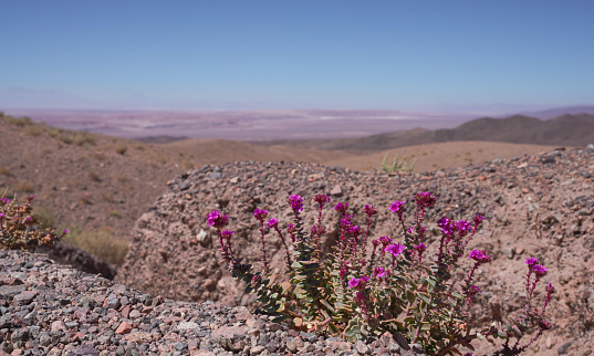 Closeup of lilac flower bush growing in the Atacama desert, Chile