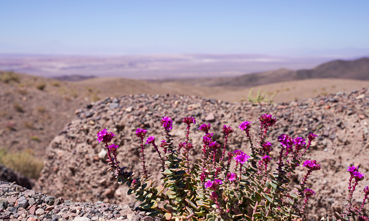 Closeup of lilac flower bush growing in the Atacama desert, Chile