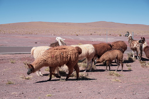 Atacama Region, Atacama Desert in Chile