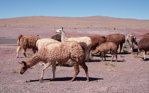 Llamas wandering the mountains of rural Peru