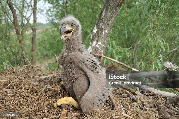 Foto de Jovem Garota Em Eagle Nest e mais fotos de stock de Filhote de Animal - Filhote de Animal, Águia americana, Animais em Extinção