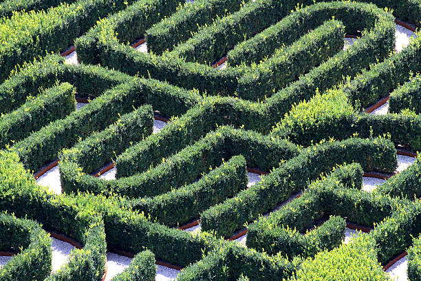 istock maze made with hedges in a garden 186093710