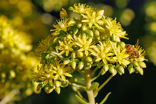 Western Honeybee pollinating the vibrant yellow flowers of a Tree Stonecrop perennial (Sedum dendroideum).