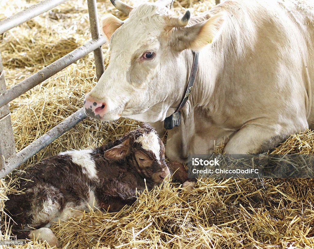 Veau nouveau-né dans la paille avec sa maman de vache - Photo de Bétail libre de droits