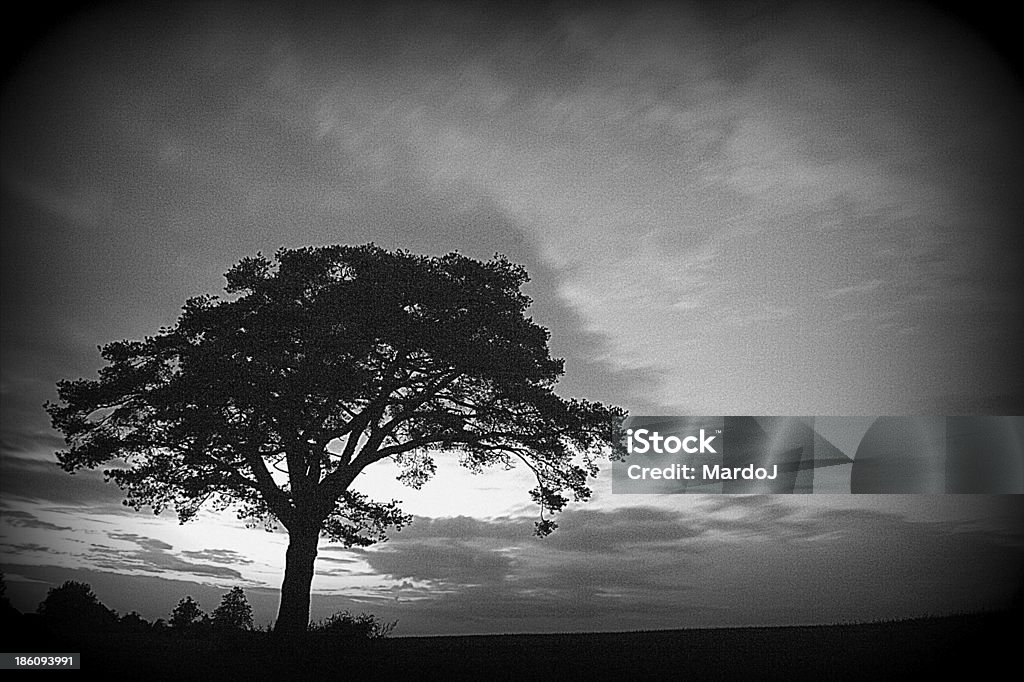 silhouette d'arbre - Photo de Abstrait libre de droits