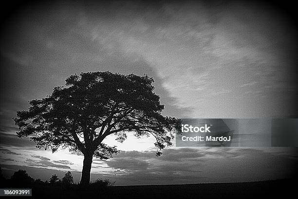 Albero Silhouette - Fotografie stock e altre immagini di Albero - Albero, Astratto, Bianco