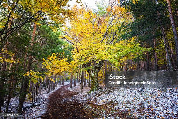 Forest In The Fall Stock Photo - Download Image Now - Oak Tree, Spain, Autumn