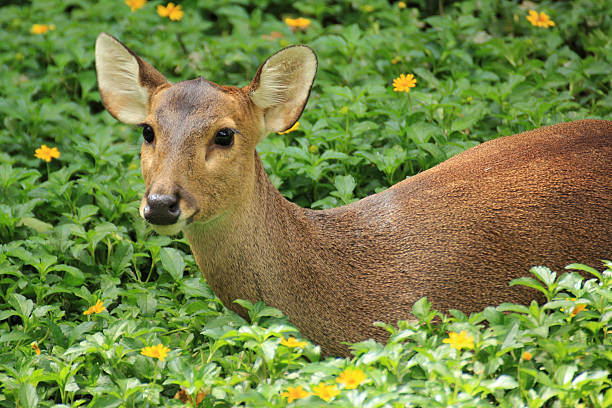 śpiąca deer - brow antlered deer zdjęcia i obrazy z banku zdjęć