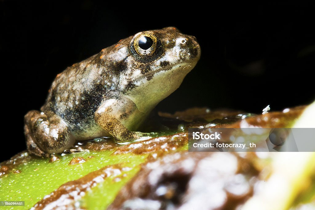 Grenouille bébé - Photo de Grenouille libre de droits