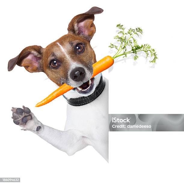 Sano Cane Con Una Carota Davanti A Qualcuno - Fotografie stock e altre immagini di Affamato - Affamato, Alimentazione sana, Animale