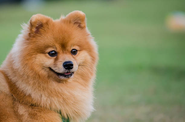 istock Pomeranian dog skin 186094702