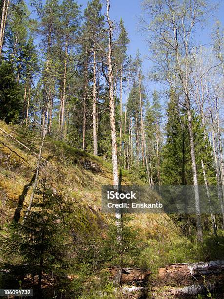Forest Stockfoto und mehr Bilder von Alt - Alt, Baum, Birke