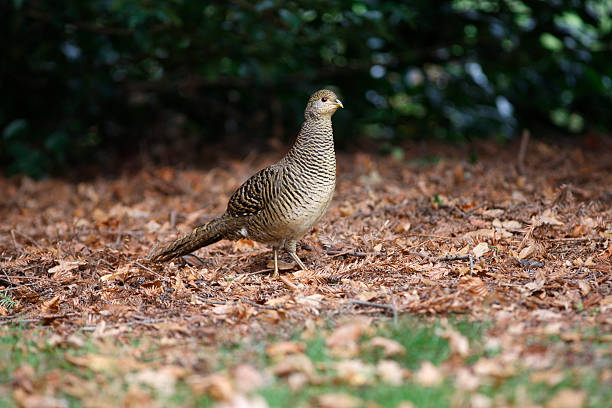 istock Golden pheasant, Chrysolophus pictus, 186094840